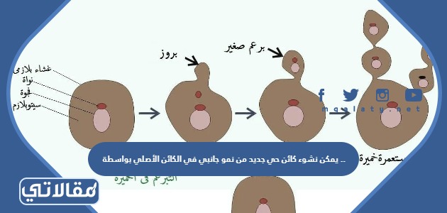 يمكن نشوء كائن حي جديد من نمو جانبي في الكائن الأصلي بواسطة ...............