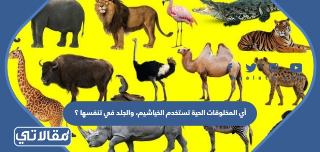 أي المخلوقات الحية تستخدم الخياشيم، والجلد في تنفسها ؟