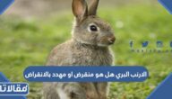 الارنب البري هل هو منقرض او مهدد بالانقراض