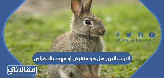 الارنب البري هل هو منقرض او مهدد بالانقراض