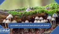 المخلوقات التي تقوم بتحليل المواد الميتة للحصول على الطاقة تسمى