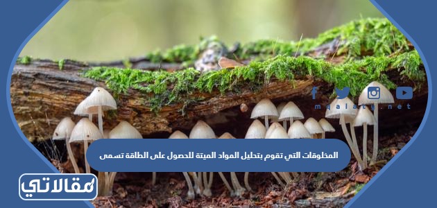 المخلوقات التي تقوم بتحليل المواد الميتة للحصول على الطاقة تسمى