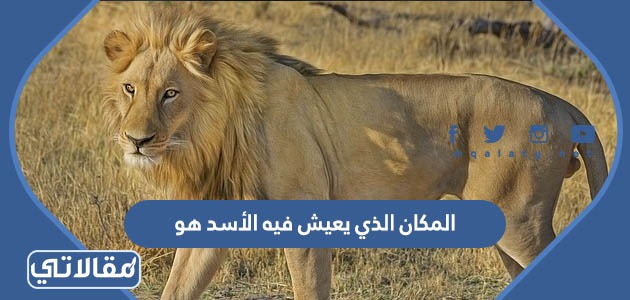 المكان الذي يعيش فيه الأسد هو