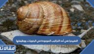النفريديا هي أحد التراكيب الموجودة في الرخويات، ووظيفتها