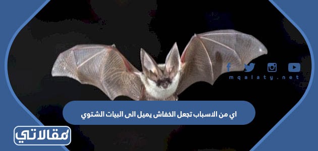 اي من الاسباب تجعل الخفاش يميل الى البيات الشتوي