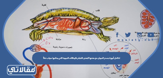 تتكامل أجهزة جسم الحيوان مع بعضها البعض للقيام بالوظائف الحيوية التي يحتاجها، صواب أم خطأ