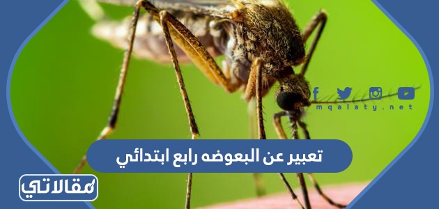 تعبير عن البعوضه رابع ابتدائي