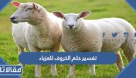 تفسير حلم الخروف للعزباء