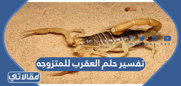 تفسير حلم العقرب للمتزوجه