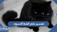 تفسير حلم القط الاسود في المنام للإمام الصادق ولابن سرين