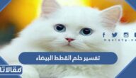 تفسير حلم القطط البيضاء