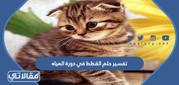 تفسير حلم القطط في دورة المياه