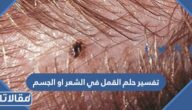 تفسير حلم القمل في الشعر او الجسم