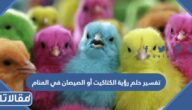 تفسير حلم رؤية الكتاكيت أو الصيصان في المنام