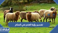 تفسير رؤية الغنم في المنام للعزباء والمتزوجة والمطلقة والحامل