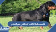 تفسير رؤية الكلاب تلاحقني في المنام للعزباء والمتزوجة والحامل بالتفصيل