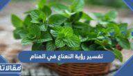 تفسير رؤية النعناع في المنام