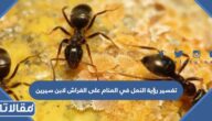 تفسير رؤية النمل في المنام على الفراش لابن سيرين