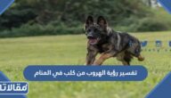 تفسير رؤية الهروب من كلب في المنام