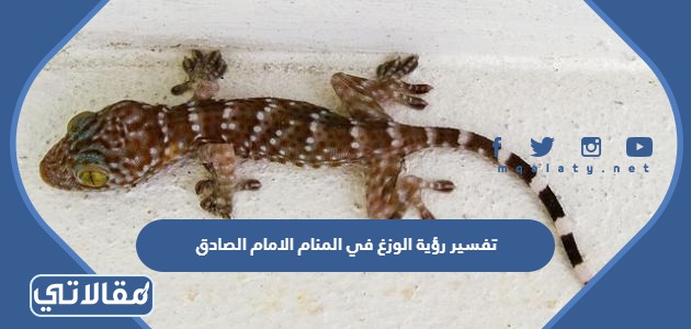 تفسير رؤية الوزغ في المنام الامام الصادق