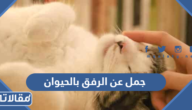 جمل عن الرفق بالحيوان مؤثرة مكتوبة