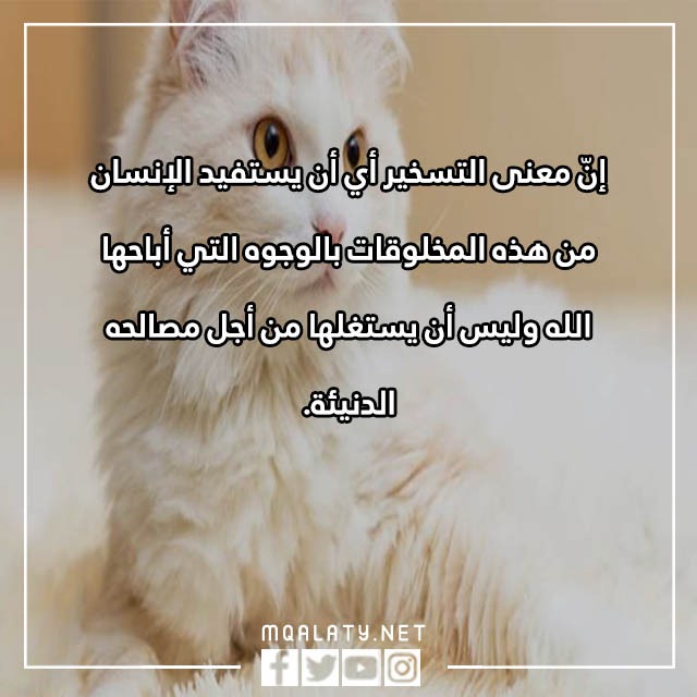 جمل عن الرفق بالحيوان مصورة