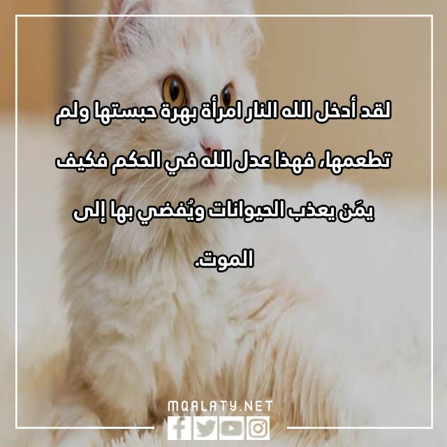 جمل عن الرفق بالحيوان مصورة