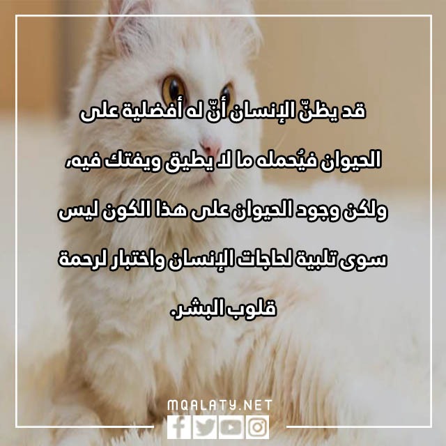 جمل عن الرفق بالحيوان مصورة