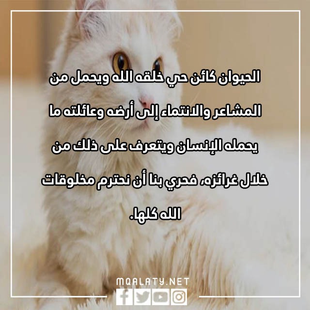 جمل عن الرفق بالحيوان مصورة