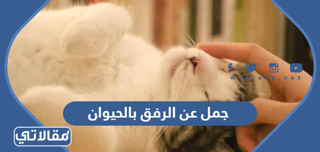جمل عن الرفق بالحيوان