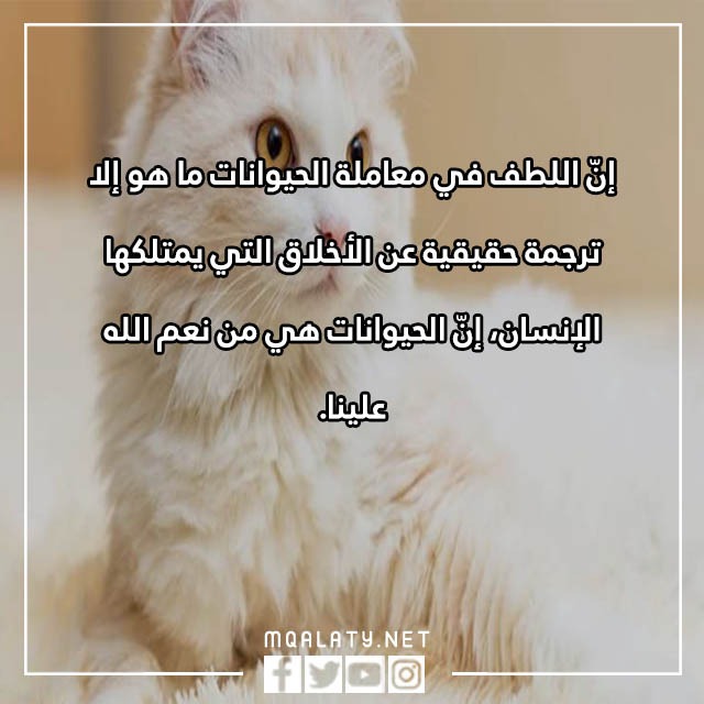 جمل عن الرفق بالحيوان مصورة