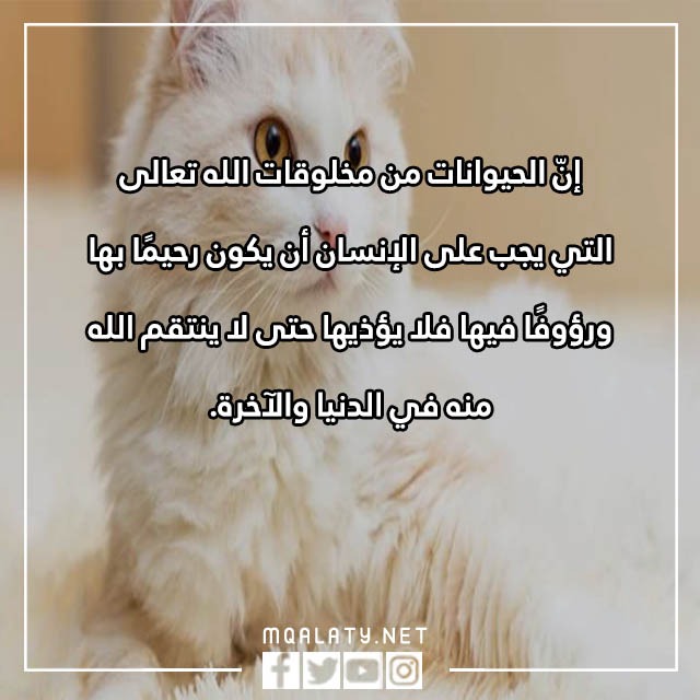 جمل عن الرفق بالحيوان مصورة