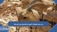 حدد بعض الحيوانات المهددة بالانقراض في المملكة