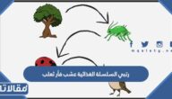 رتبي السلسلة الغذائية عشب فأر ثعلب