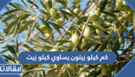كم كيلو زيتون يساوي كيلو زيت