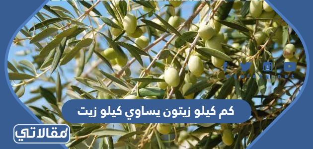 كم كيلو زيتون يساوي كيلو زيت