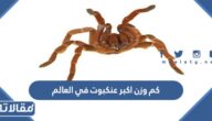 كم وزن اكبر عنكبوت في العالم