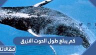كم يبلغ طول الحوت الازرق بالمتر والقدم