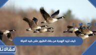 كيف تزيد الهجرة من بقاء الطيور على قيد الحياة
