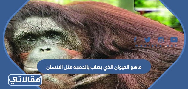 ماهو الحيوان الذي يصاب بالحصبه مثل الانسان