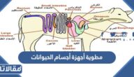 مطوية أجهزة أجسام الحيوانات بجودة عالية جاهزة للتحميل