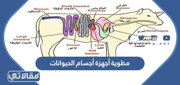 مطوية أجهزة أجسام الحيوانات
