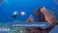 معظمها عديمة التناظر وليس لها نسيج أو أعضاء، هي