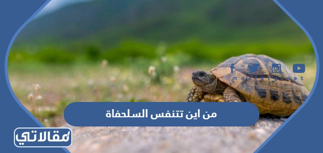 من اين تتنفس السلحفاة