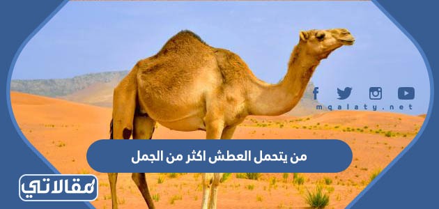 من يتحمل العطش اكثر من الجمل