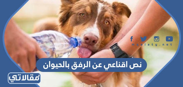 نص اقناعي عن الرفق بالحيوان