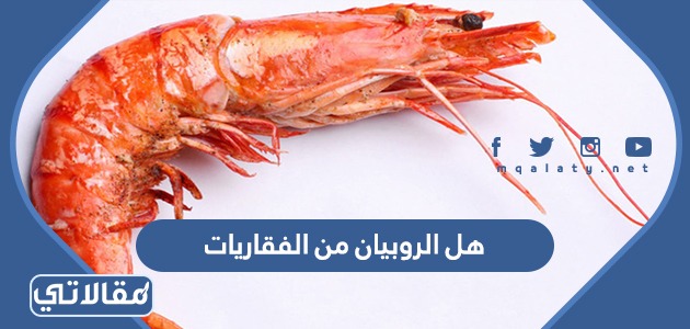 هل الروبيان من الفقاريات 