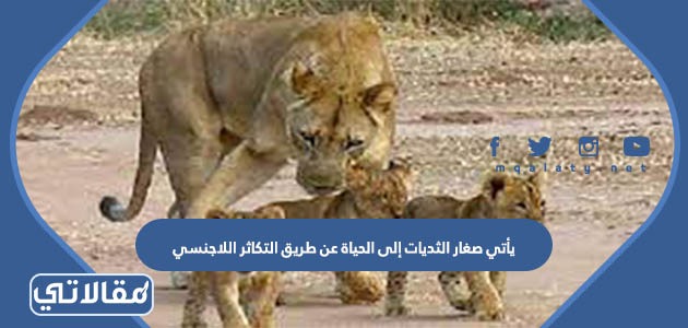 يأتي صغار الثديات إلى الحياة عن طريق التكاثر اللاجنسي