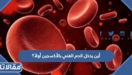 أين يدخل الدم الغني بالأكسجين أولاً؟