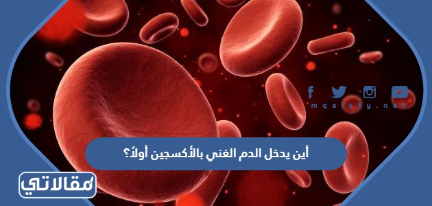 أين يدخل الدم الغني بالأكسجين أولاً؟